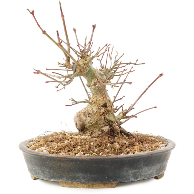 Acer palmatum, 15,5 cm, ± 25 anni