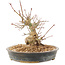 Acer palmatum, 15,5 cm, ± 25 jaar oud