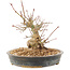 Acer palmatum, 15,5 cm, ± 25 years old