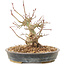 Acer palmatum, 15,5 cm, ± 25 jaar oud