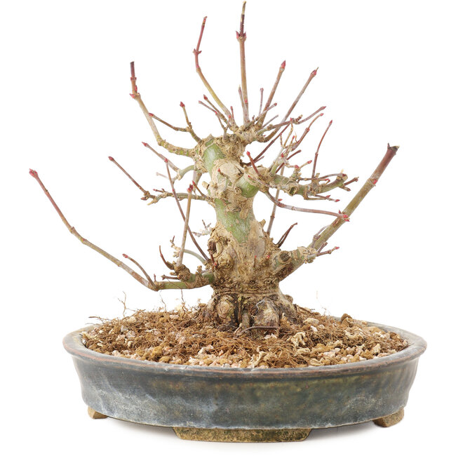 Acer palmatum, 15,5 cm, ± 25 ans
