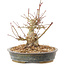 Acer palmatum, 15,5 cm, ± 25 años