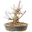 Acer palmatum, 15,5 cm, ± 25 ans