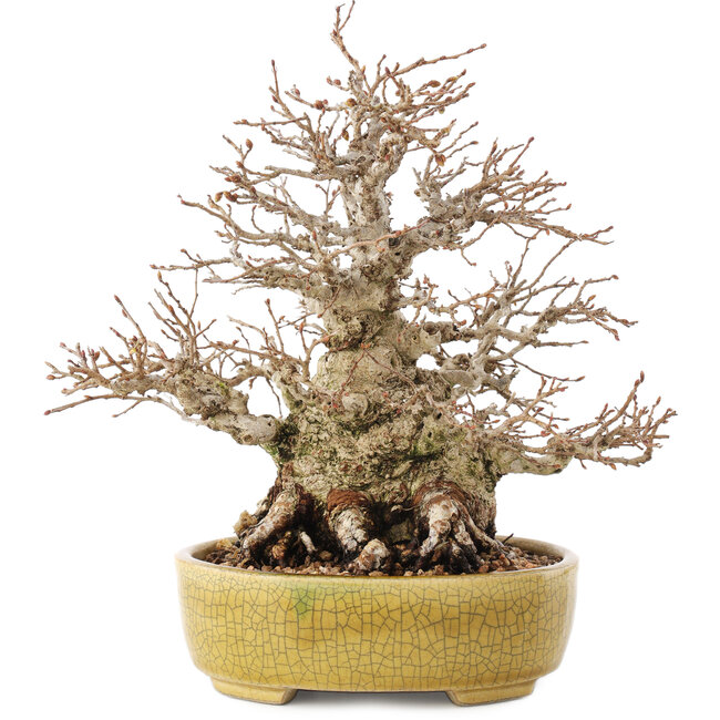 Carpinus coreana, 20,5 cm, ± 60 anni, in un vaso giapponese fatto a mano da Satomi