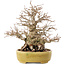 Carpinus coreana, 20,5 cm, ± 60 years old, in a handmade Japanese pot by Satomi