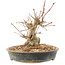 Acer palmatum, 15,5 cm, ± 25 jaar oud