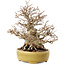 Carpinus coreana, 20,5 cm, ± 60 years old, in a handmade Japanese pot by Satomi