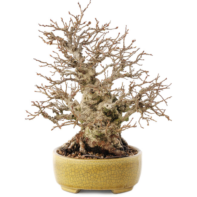 Carpinus coreana, 20,5 cm, ± 60 years old, in a handmade Japanese pot by Satomi