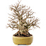 Carpinus coreana, 20,5 cm, ± 60 anni, in un vaso giapponese fatto a mano da Satomi