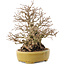 Carpinus coreana, 20,5 cm, ± 60 years old, in a handmade Japanese pot by Satomi