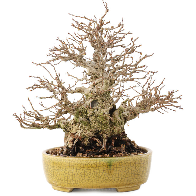 Carpinus coreana, 20,5 cm, ± 60 years old, in a handmade Japanese pot by Satomi