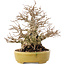 Carpinus coreana, 20,5 cm, ± 60 anni, in un vaso giapponese fatto a mano da Satomi