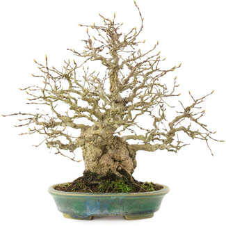 Koyou Carpinus coreana, 26,5 cm, ± 50 ans