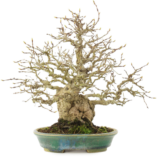 Carpinus coreana, 26,5 cm, ± 50 years old, in a handmade pot by Koyou