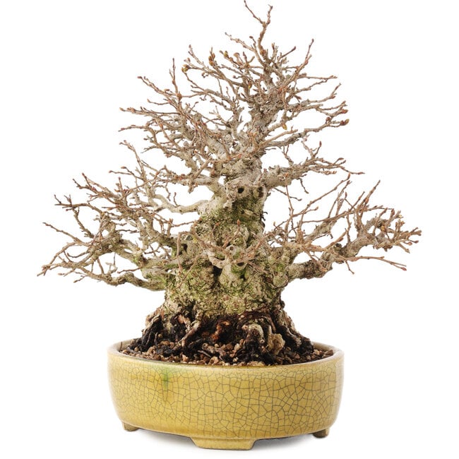 Carpinus coreana, 20,5 cm, ± 60 anni, in un vaso giapponese fatto a mano da Satomi