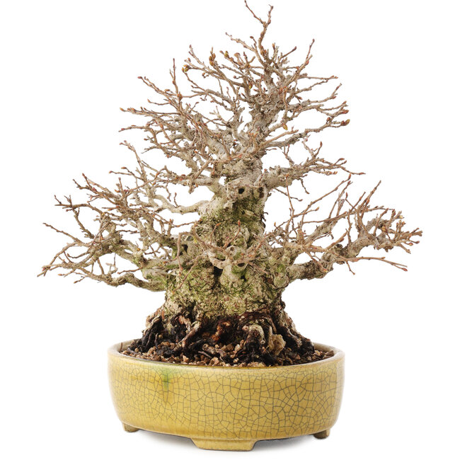 Carpinus coreana, 20,5 cm, ± 60 years old, in a handmade Japanese pot by Satomi