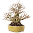 Carpinus coreana, 20,5 cm, ± 60 years old, in a handmade Japanese pot by Satomi