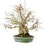 Carpinus coreana, 26,5 cm, ± 50 ans, dans un pot fait main par Koyou