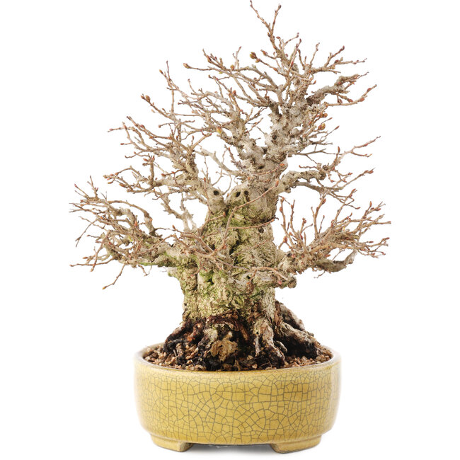 Carpinus coreana, 20,5 cm, ± 60 ans, dans un pot japonais fait main par Satomi