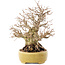 Carpinus coreana, 20,5 cm, ± 60 anni, in un vaso giapponese fatto a mano da Satomi