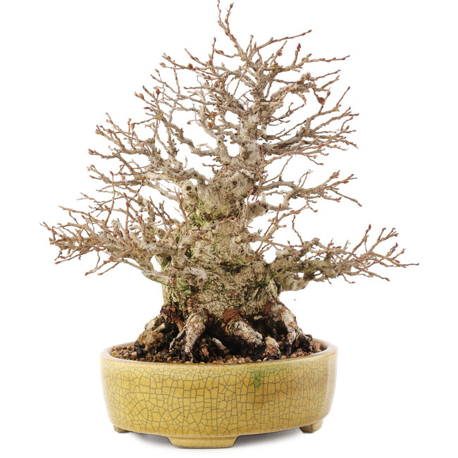 Carpinus coreana, 20,5 cm, ± 60 years old, in a handmade Japanese pot by Satomi