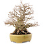 Carpinus coreana, 20,5 cm, ± 60 anni, in un vaso giapponese fatto a mano da Satomi