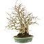 Carpinus coreana, 26,5 cm, ± 50 years old, in a handmade pot by Koyou