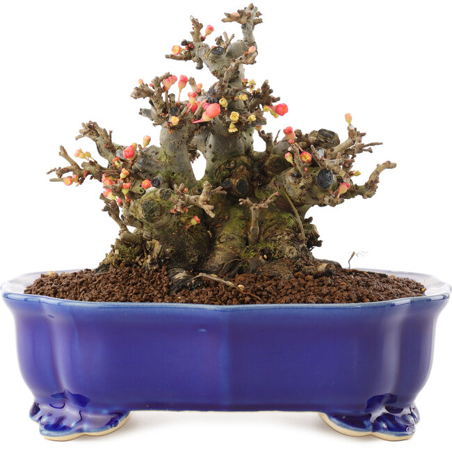 Chaenomeles speciosa, 14 cm, ± 40 anni, con fiori rossi e frutti gialli