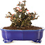 Chaenomeles speciosa, 14 cm, ± 40 anni, con fiori rossi e frutti gialli