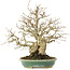 Carpinus coreana, 26,5 cm, ± 50 ans, dans un pot fait main par Koyou