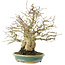 Carpinus coreana, 26,5 cm, ± 50 ans, dans un pot fait main par Koyou