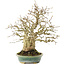 Carpinus coreana, 26,5 cm, ± 50 years old, in a handmade pot by Koyou