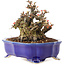 Chaenomeles speciosa, 14 cm, ± 40 jaar oud, met rode bloemen en geel fruit