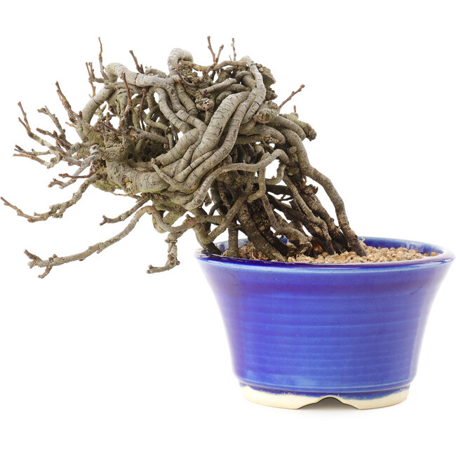 Chaenomeles speciosa, 10,5 cm, ± 25 jaar oud, met rode bloemen en geel fruit