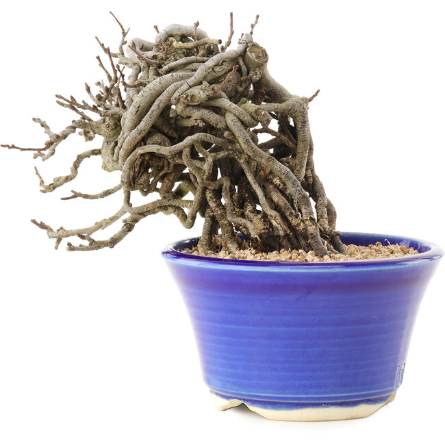 Chaenomeles speciosa, 10,5 cm, ± 25 jaar oud, met rode bloemen en geel fruit