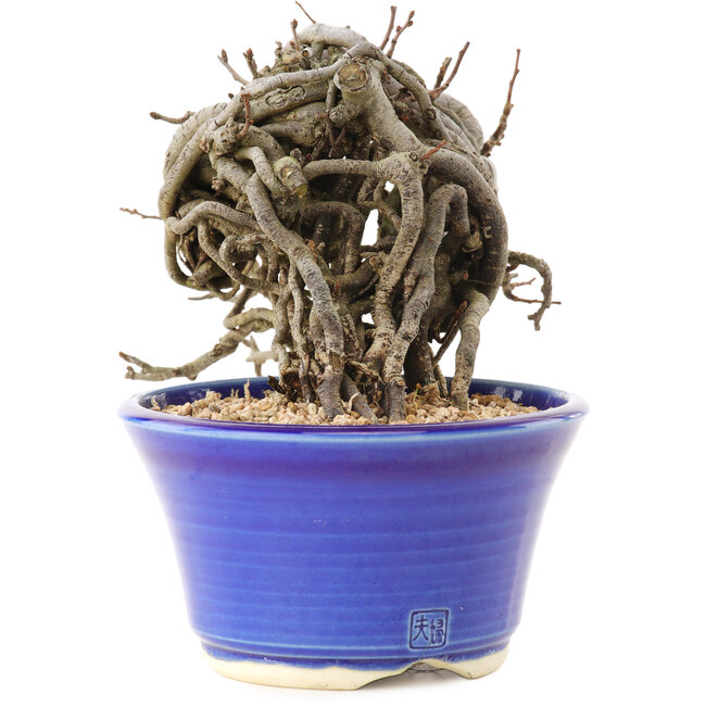 Chaenomeles speciosa, 10,5 cm, ± 25 anni, con fiori rossi e frutti gialli