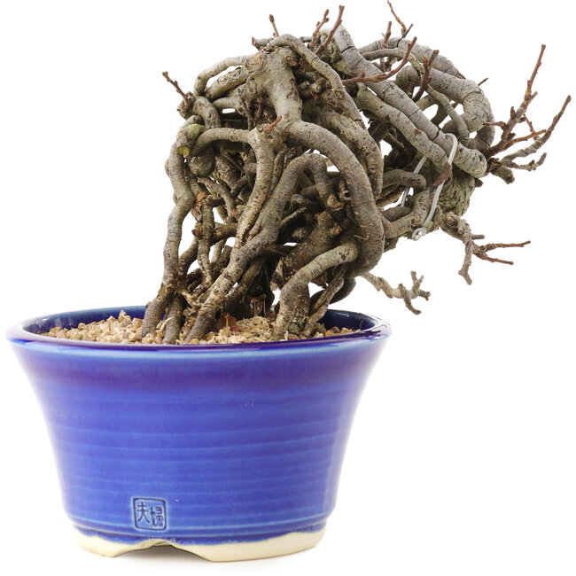 Chaenomeles speciosa, 10,5 cm, ± 25 jaar oud, met rode bloemen en geel fruit