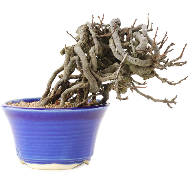 Chaenomeles speciosa, 10,5 cm, ± 25 jaar oud, met rode bloemen en geel fruit