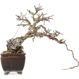 Chaenomeles speciosa, 23,5 cm, ± 25 Jahre alt