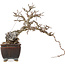 Chaenomeles speciosa, 23,5 cm, ± 25 anni, con fiori rossi e frutti gialli