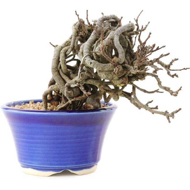 Chaenomeles speciosa, 10,5 cm, ± 25 ans, à fleurs rouges et fruits jaunes