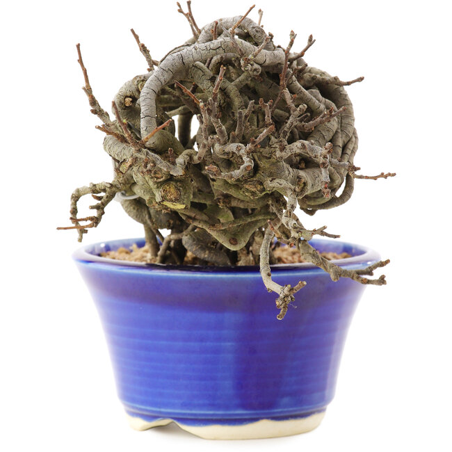 Chaenomeles speciosa, 10,5 cm, ± 25 jaar oud, met rode bloemen en geel fruit