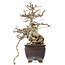 Chaenomeles speciosa, 23,5 cm, ± 25 jaar oud, met rode bloemen en geel fruit