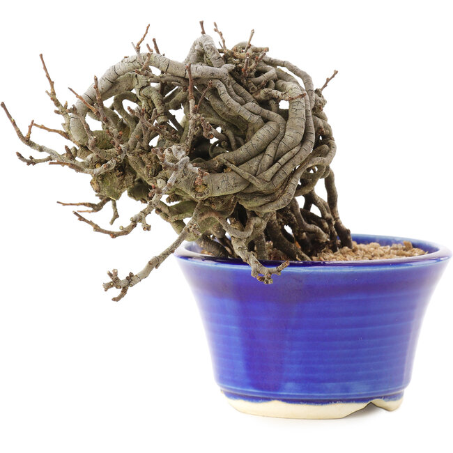 Chaenomeles speciosa, 10,5 cm, ± 25 jaar oud, met rode bloemen en geel fruit