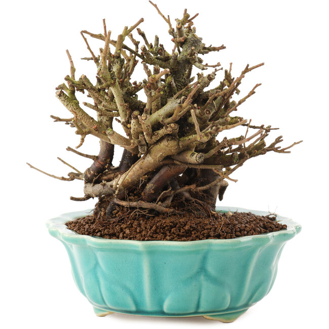 Chaenomeles speciosa, 14,5 cm, ± 20 jaar oud, met rode bloemen en geel fruit