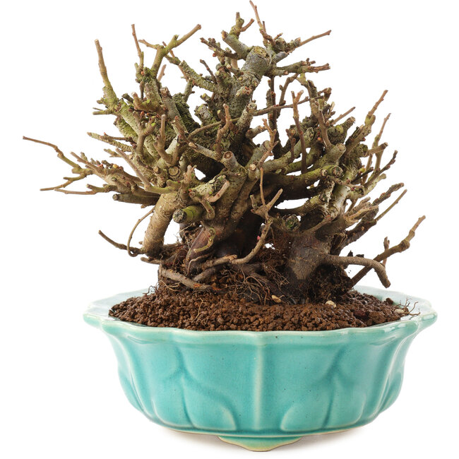 Chaenomeles speciosa, 14,5 cm, ± 20 jaar oud, met rode bloemen en geel fruit