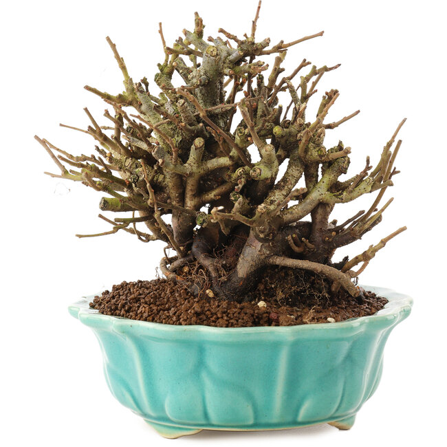 Chaenomeles speciosa, 14,5 cm, ± 20 ans, à fleurs rouges et fruits jaunes