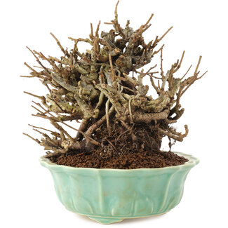 Chaenomeles speciosa, 15 cm, ± 20 anni