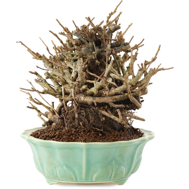 Chaenomeles speciosa, 15 cm, ± 20 Jahre alt, mit roten Blüten und gelben Früchten