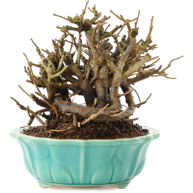 Chaenomeles speciosa, 14,5 cm, ± 20 jaar oud, met rode bloemen en geel fruit